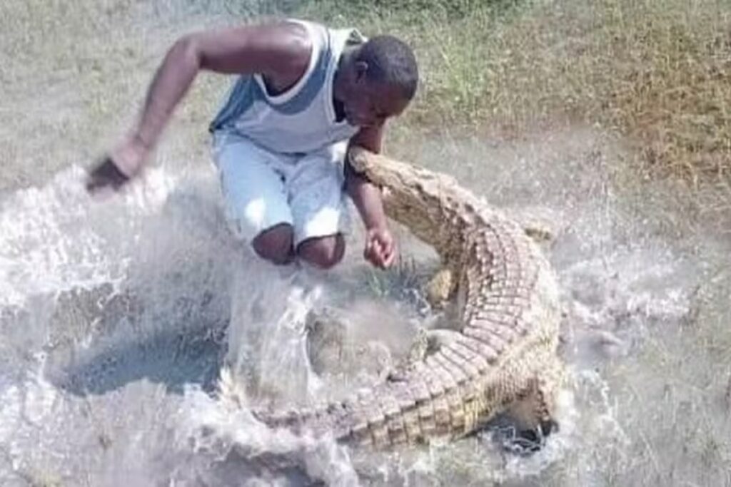 foto-crocodilo